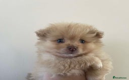 Pomeranian dogs for sale: Pomeranian puppy’s  - Image 18
