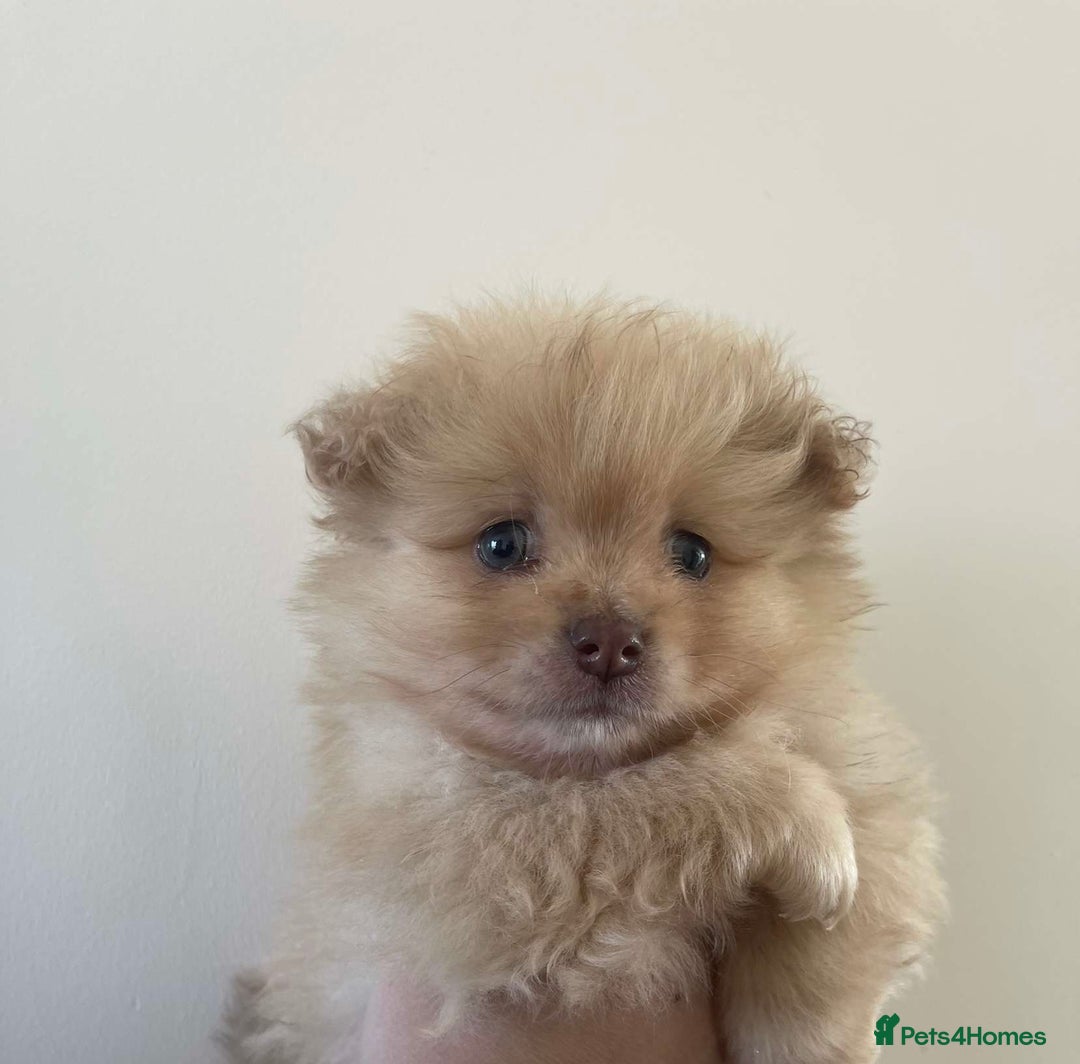 Pomeranian dogs for sale: Pomeranian puppy’s  - Image 18