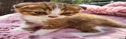 Scottish Fold cats for sale: Stunning Scottish fold kitten  - Advert 4