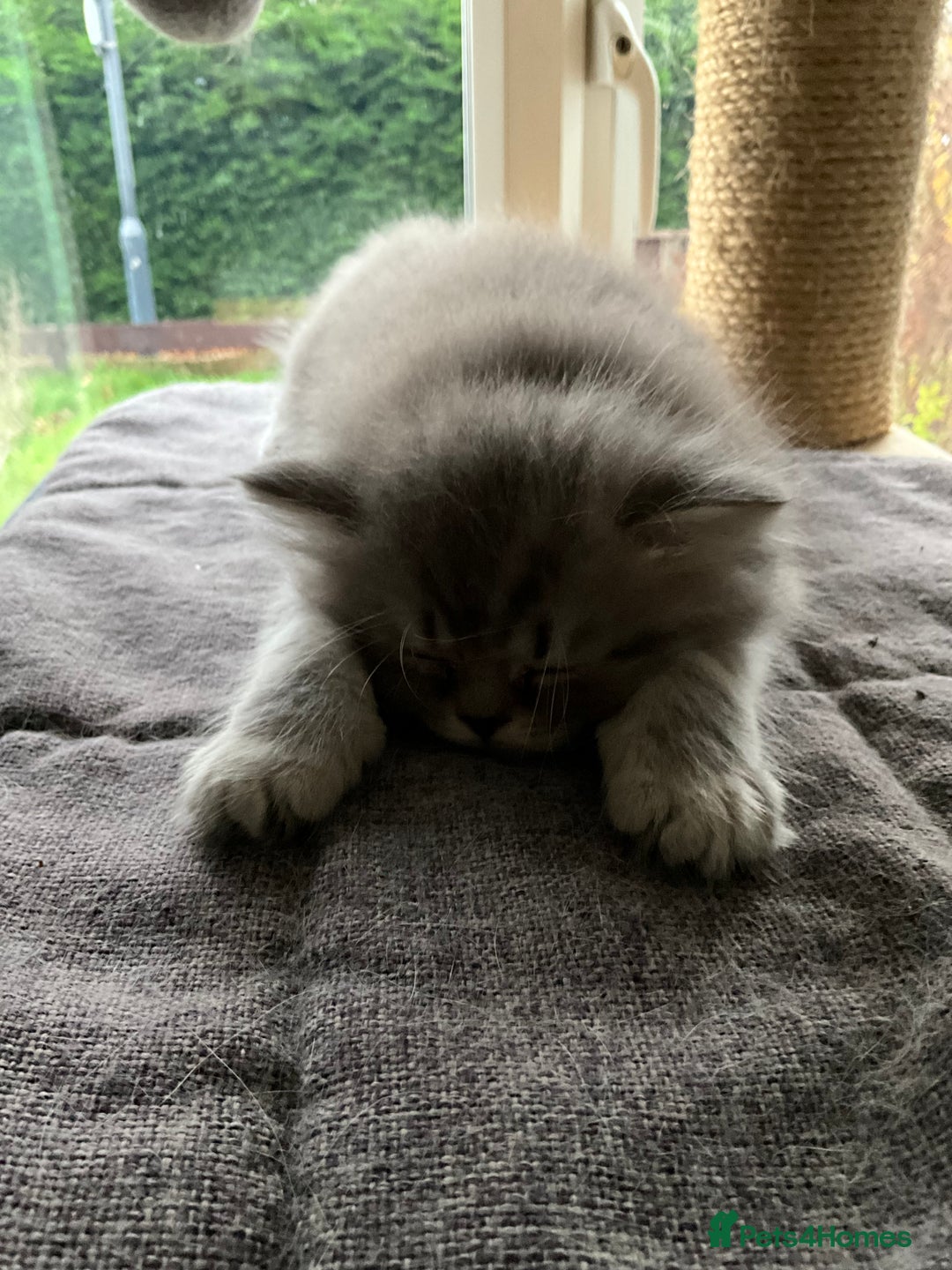 British Longhair cats for sale: Ready to go amazing kitties  - Advert 10