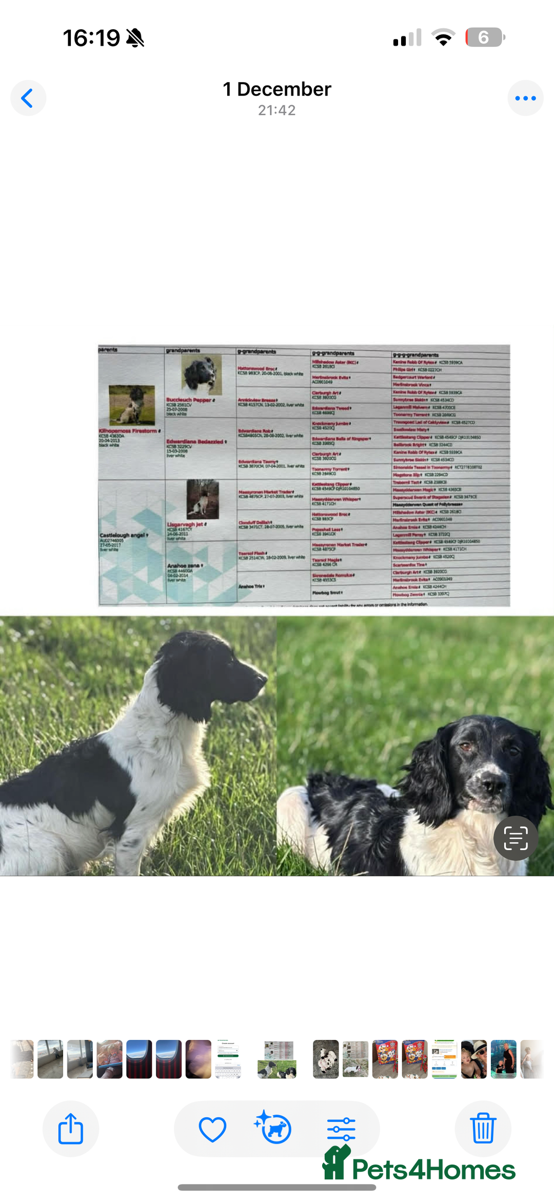 English Springer Spaniel dogs for sale: 2 male Working springer spaniels ready to leave! - Advert 8