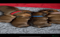 Dachshund dogs for sale: Beautiful smooth haired Dachshund puppies  - Image 2