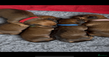 Dachshund dogs - Advert 14
