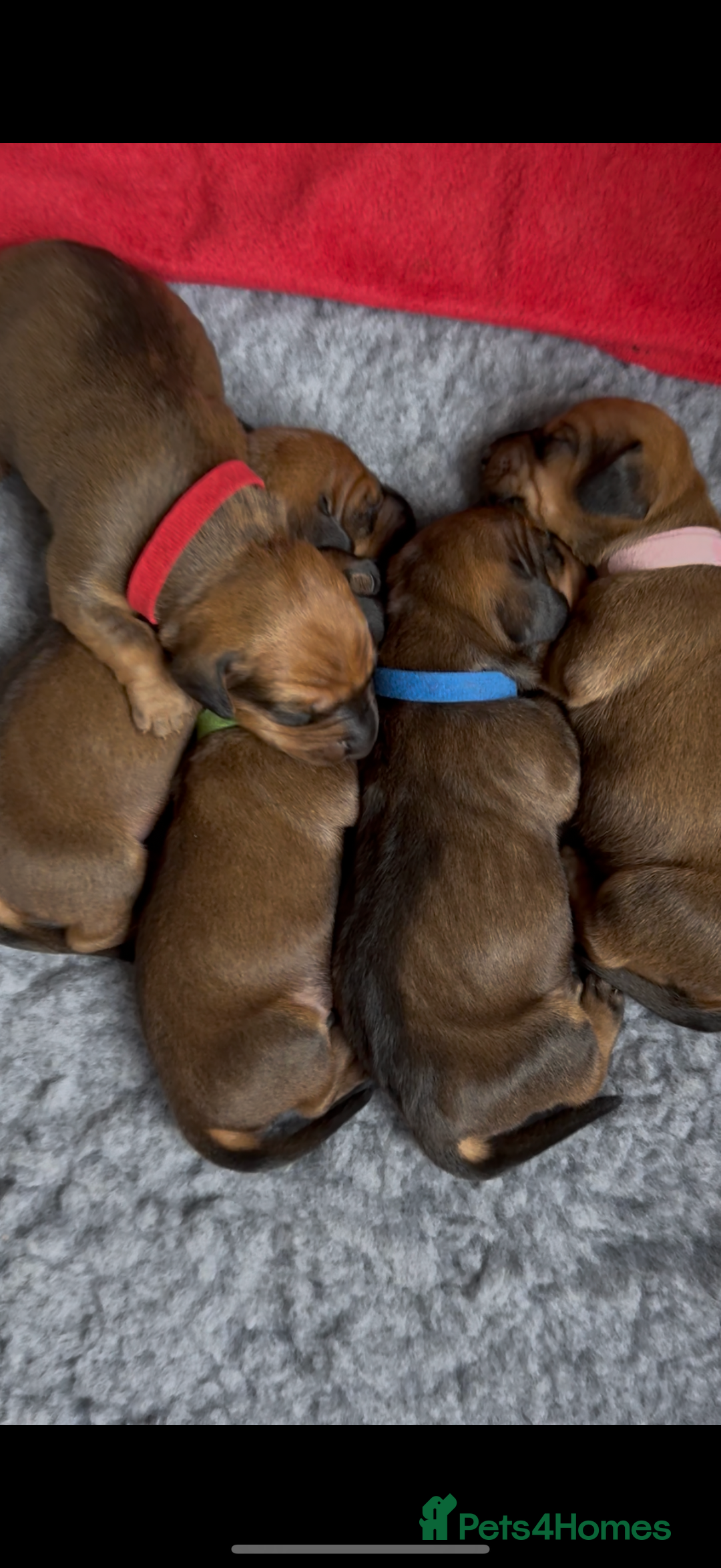 Dachshund dogs for sale: Beautiful smooth haired Dachshund puppies  - Image 2