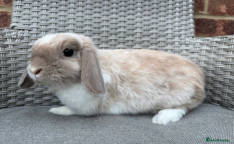 Mini Lop rabbits - Advert 1