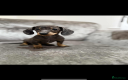 Miniature Dachshund dogs for sale: Miniature Dachshunds  - Advert 5