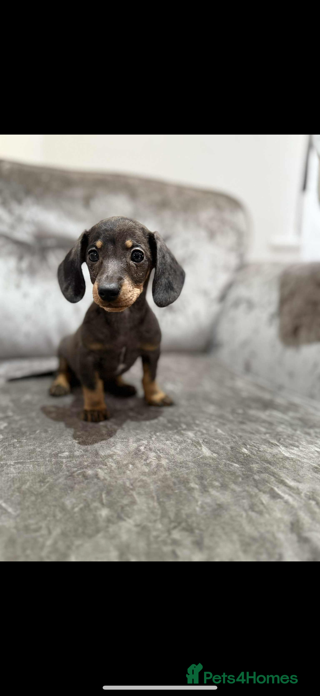 Miniature Dachshund dogs for sale: Miniature Dachshunds  - Advert 5