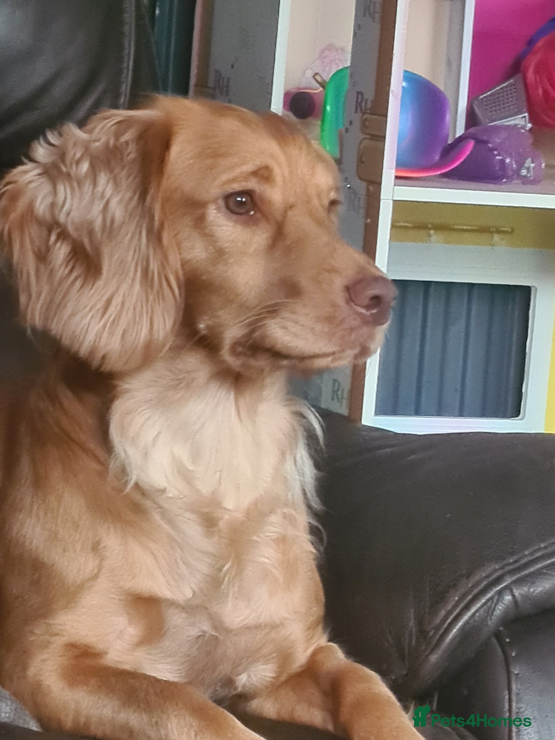 Cocker Spaniel dogs for sale: Stunning cocker spaniel puppies  - Advert 2