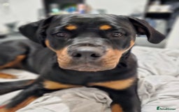 Rottweiler dogs for sale: 🖤 18-Month-Female Rottweiler – Loving, Loyal 🖤 - Image 13