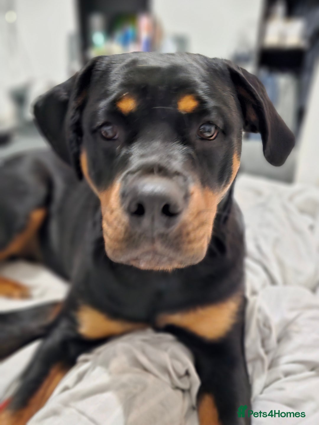 Rottweiler dogs for sale: 🖤 18-Month-Female Rottweiler – Loving, Loyal 🖤 - Image 13