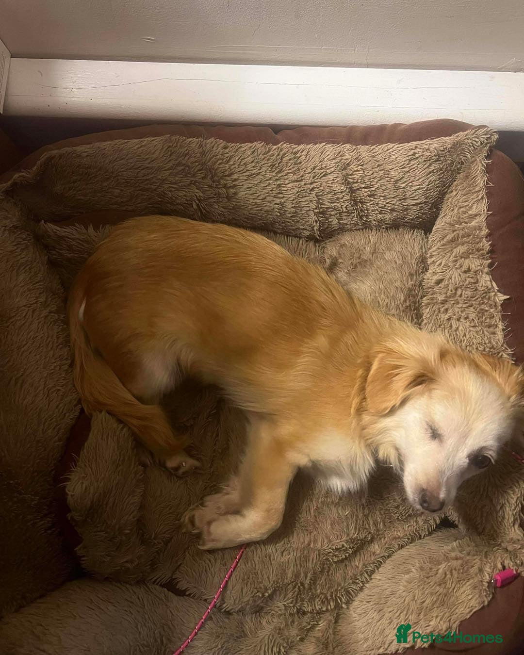 Mixed Breed dogs for adoption: Marvellous Molly - Advert 4