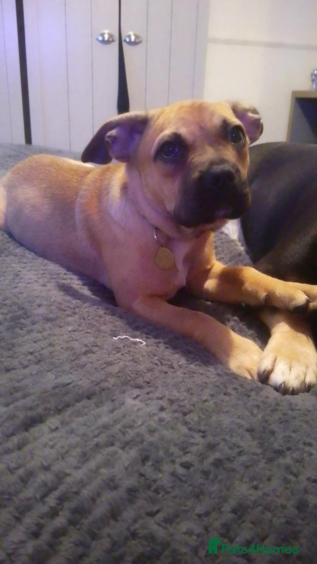 Mixed Breed dogs for sale: Roxie in Wolverhampton - Advert 1