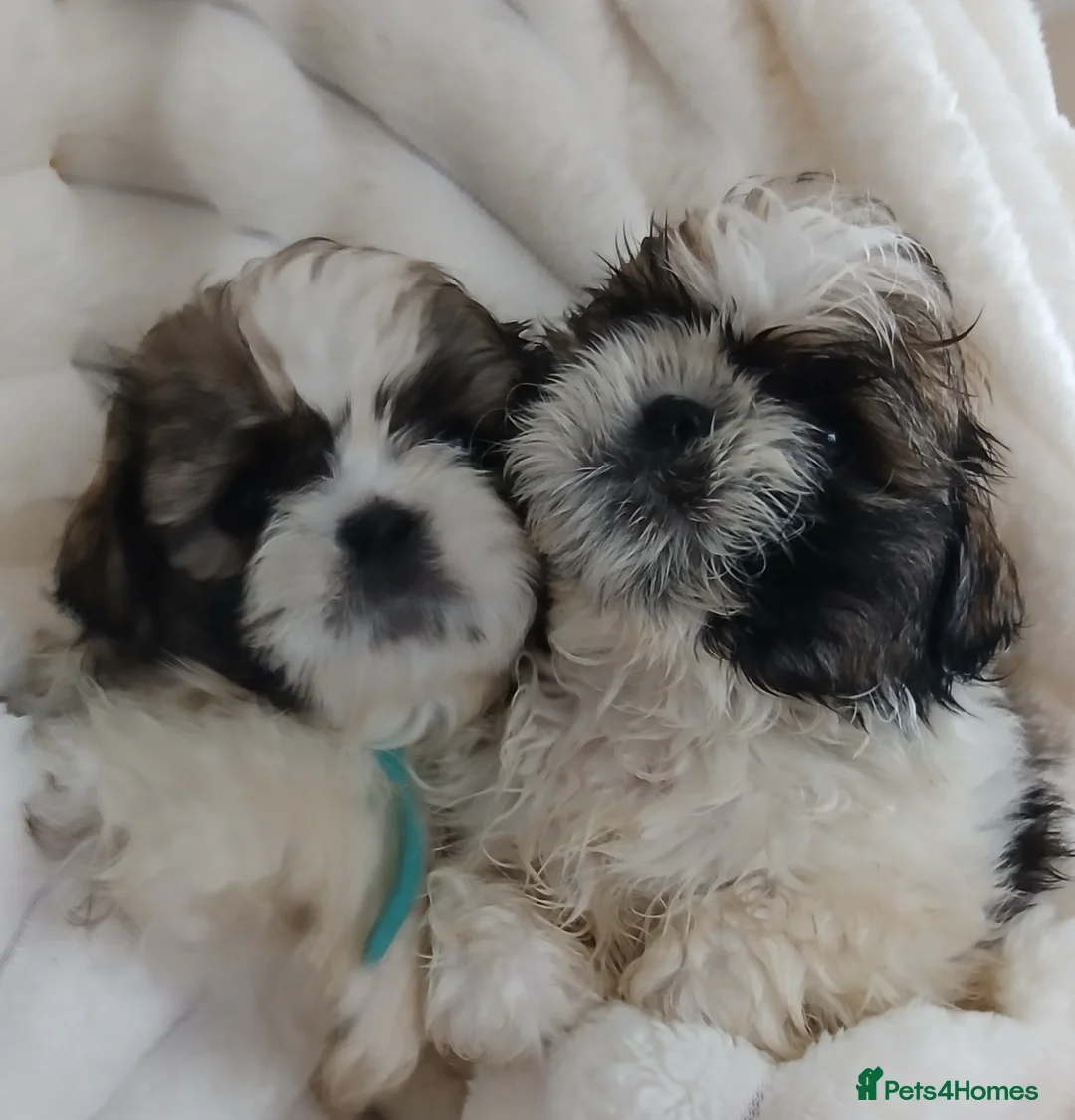 Shih Tzu dogs for sale: Shih Tzu Puppies - Advert 2