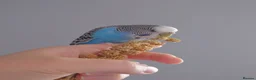 Mixed Breed birds for sale: Hand tame pair of budgies and semi tame Quaker  - Advert 14
