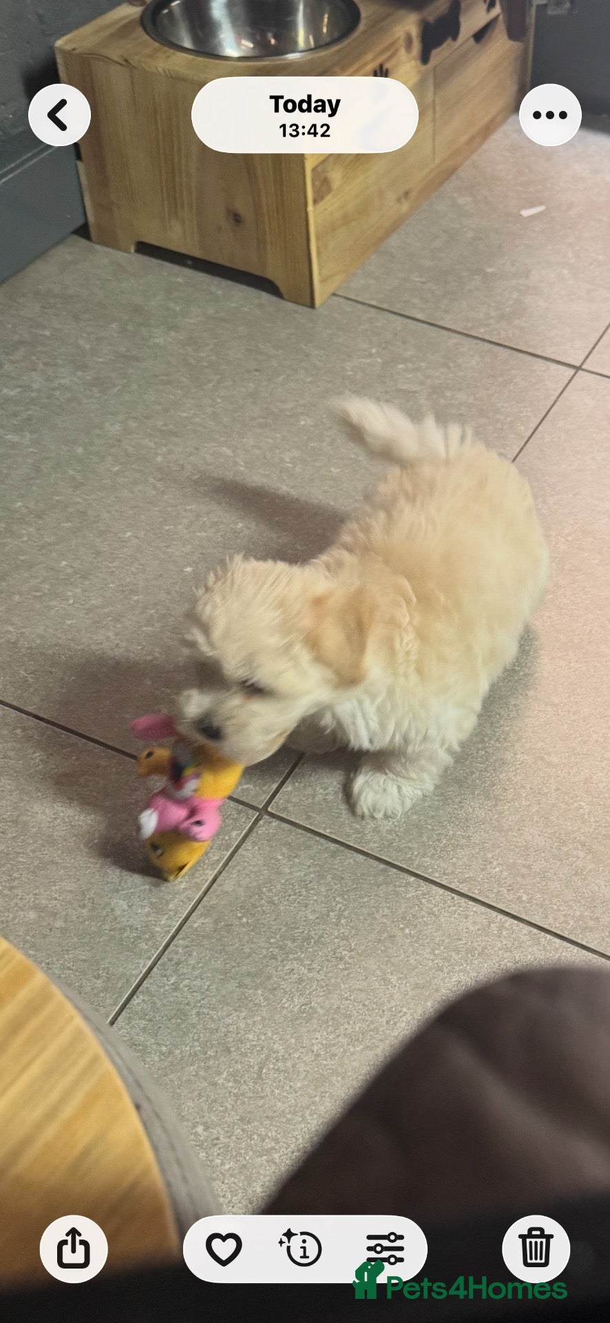 Maltipoo dogs Teddy bear maltipoo puppies  - Advert 2
