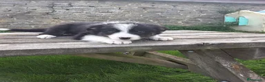 Border Collie 4
