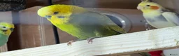 Budgerigars birds for sale: Mix variety of Stunning Young Budgies  - Advert 4