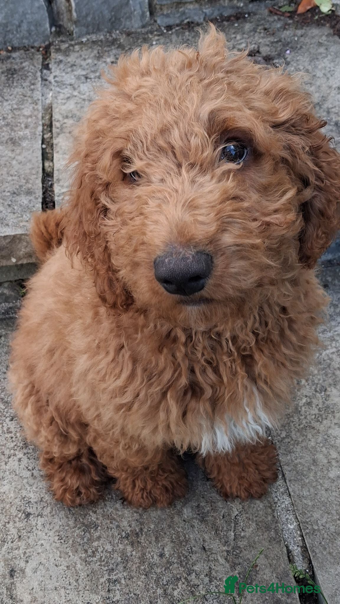 Mixed Breed dogs 1 Gorgeous Aussidoodle wanting to be re-homed  - Advert 1