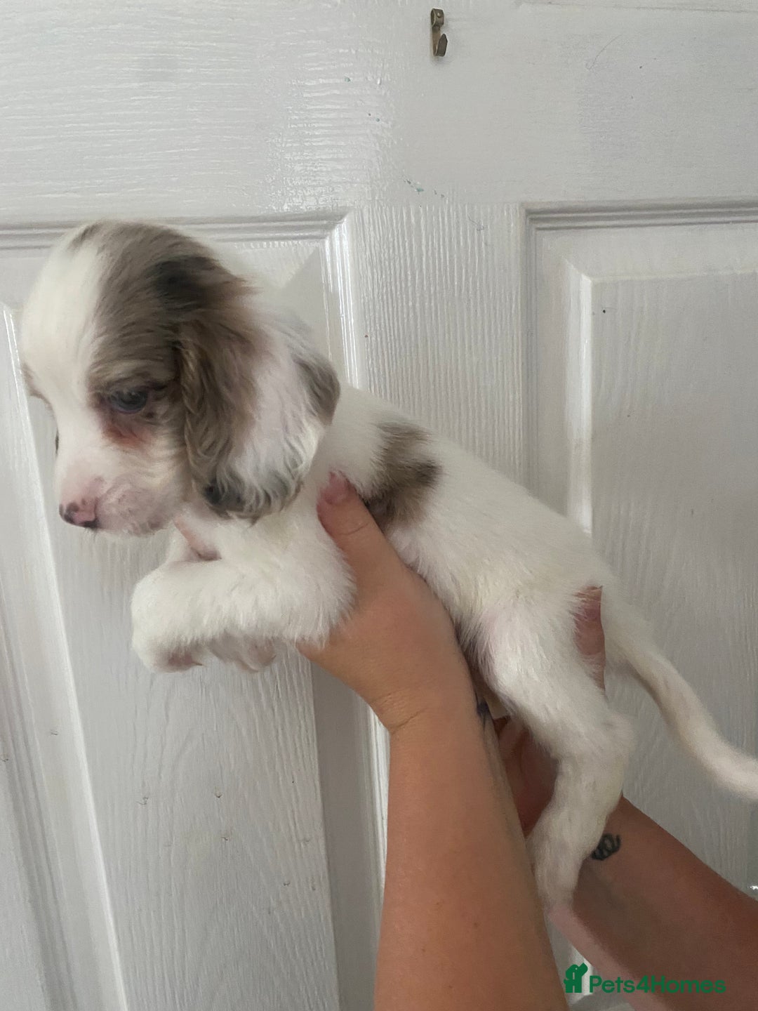 Cocker Spaniel dogs for sale: Merl cocker spaniel puppies  - Image 9