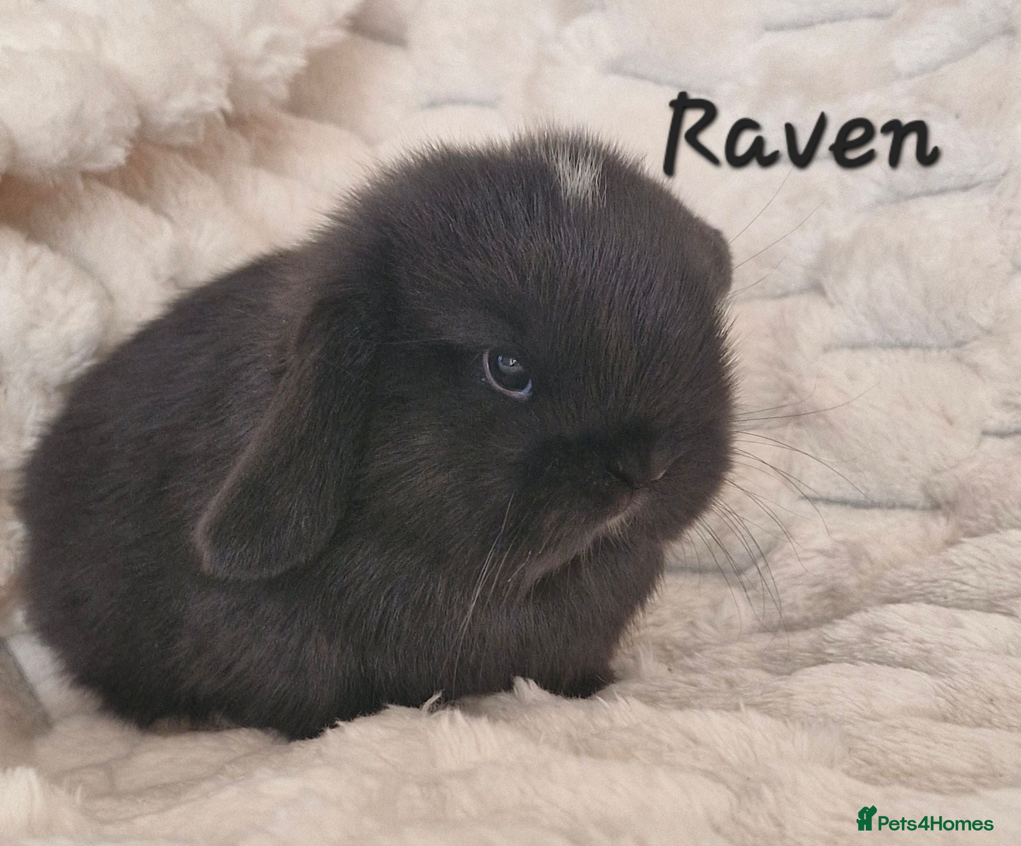 Mini Lop rabbits Pure bred mini lops - Advert 17