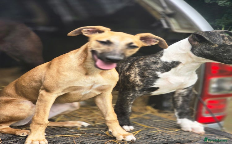 Whippet dogs in Warminster - Advert 1