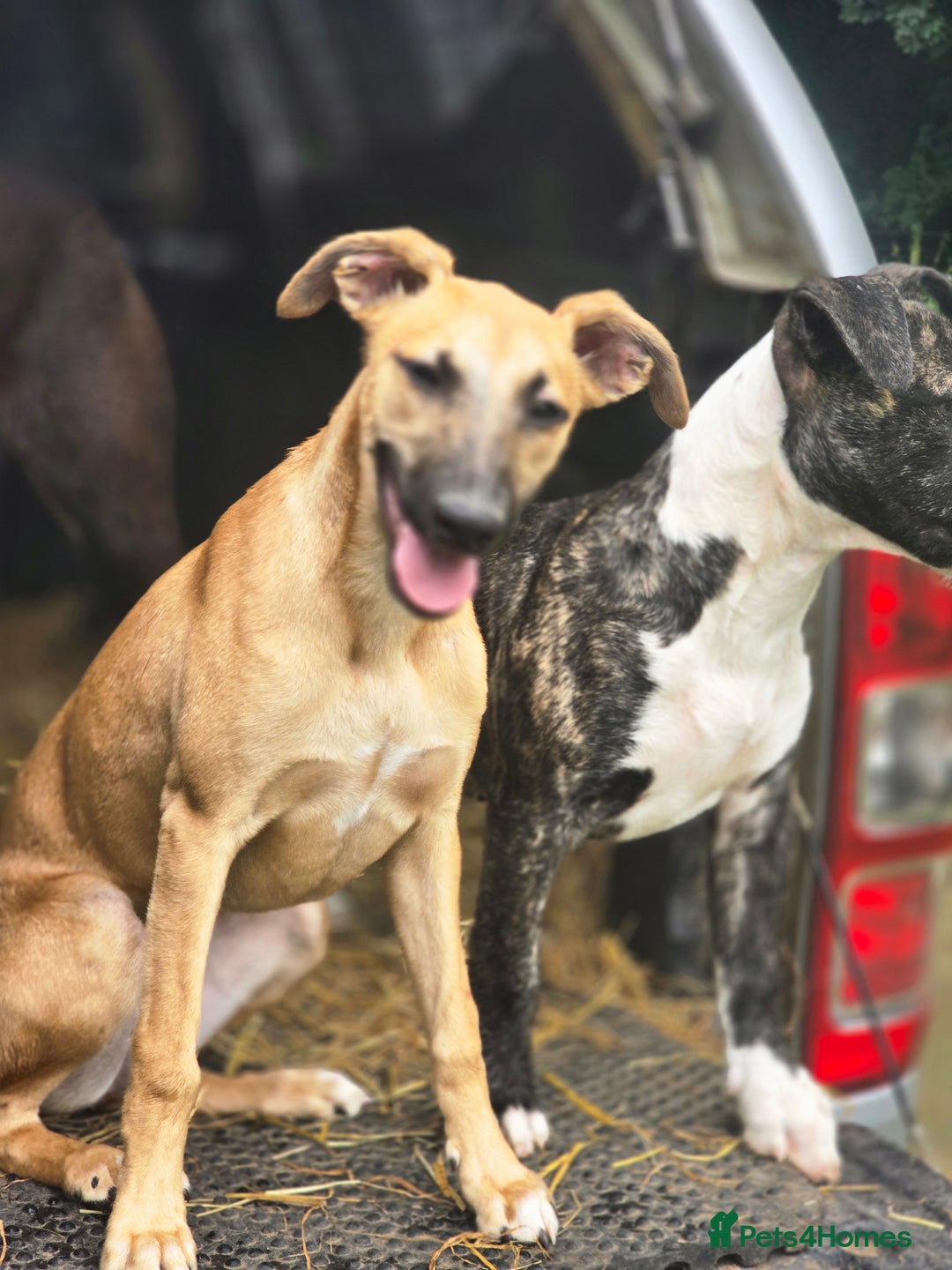Whippet dogs for sale: Kc reg whippet pup. Fawn female avialable in Warminster - Image 1