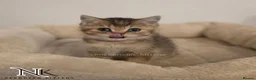 British Shorthair cats for sale: GCCF British Shorthair Babies Ready Soon 🐱 - Advert 2