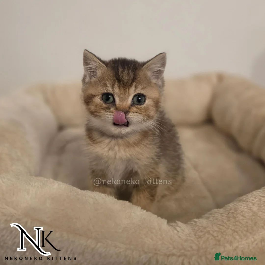 British Shorthair cats for sale: GCCF British Shorthair Babies Ready Soon 🐱 - Advert 2