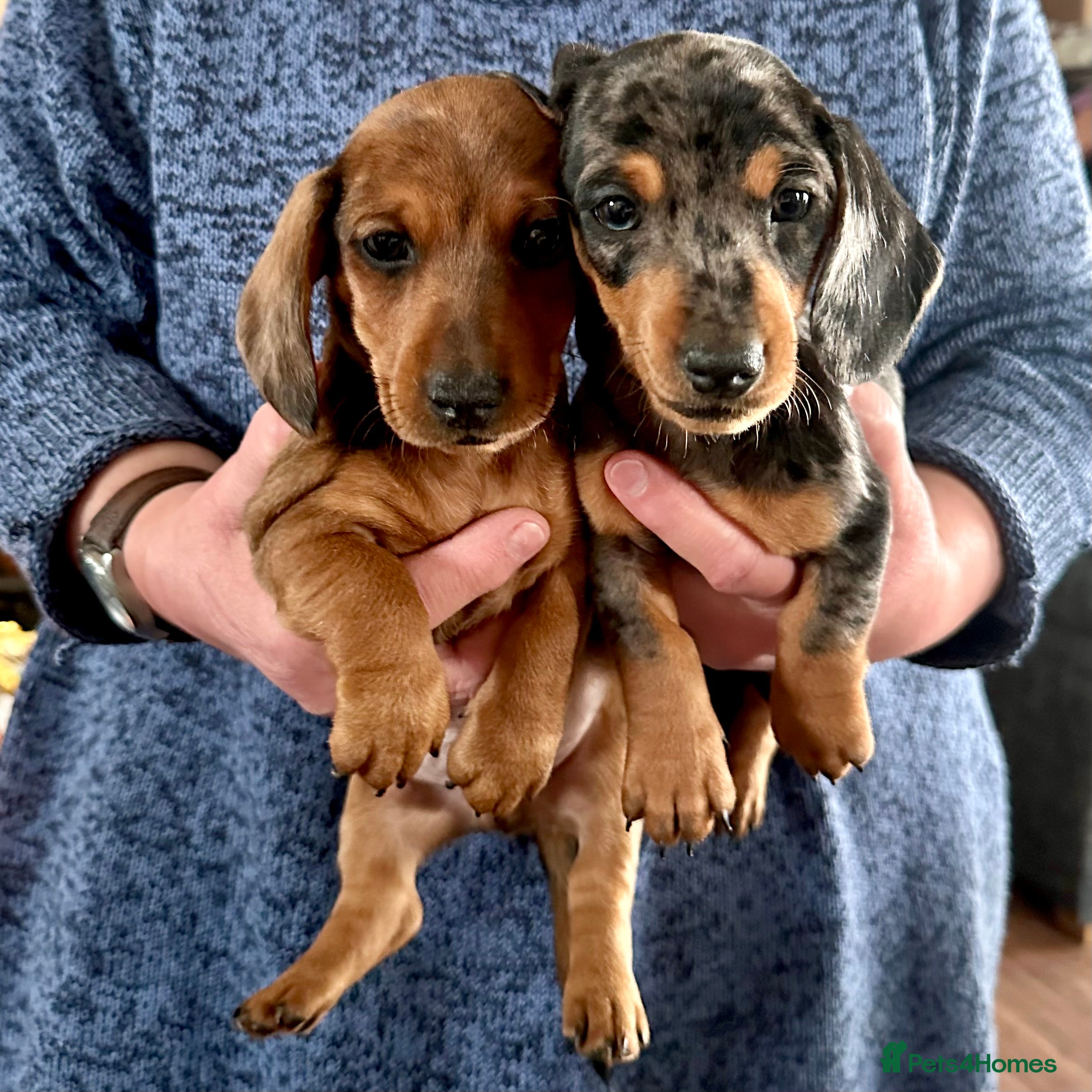 Miniature Dachshund dogs READY 2/2 - 2 KC Reg Miniature Dachshund Puppies - Advert 2