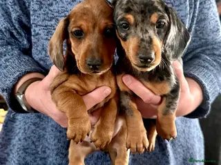 Miniature Dachshund dogs READY 2/2 - 2 KC Reg Miniature Dachshund Puppies - Advert 2