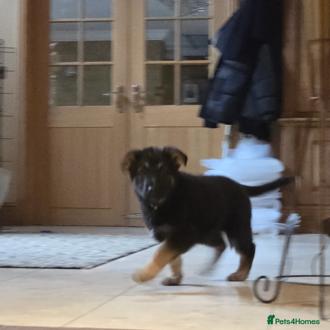 German Shepherd dogs for sale: 2 Beautiful GS females 💚💗 ready to go! - Advert 12