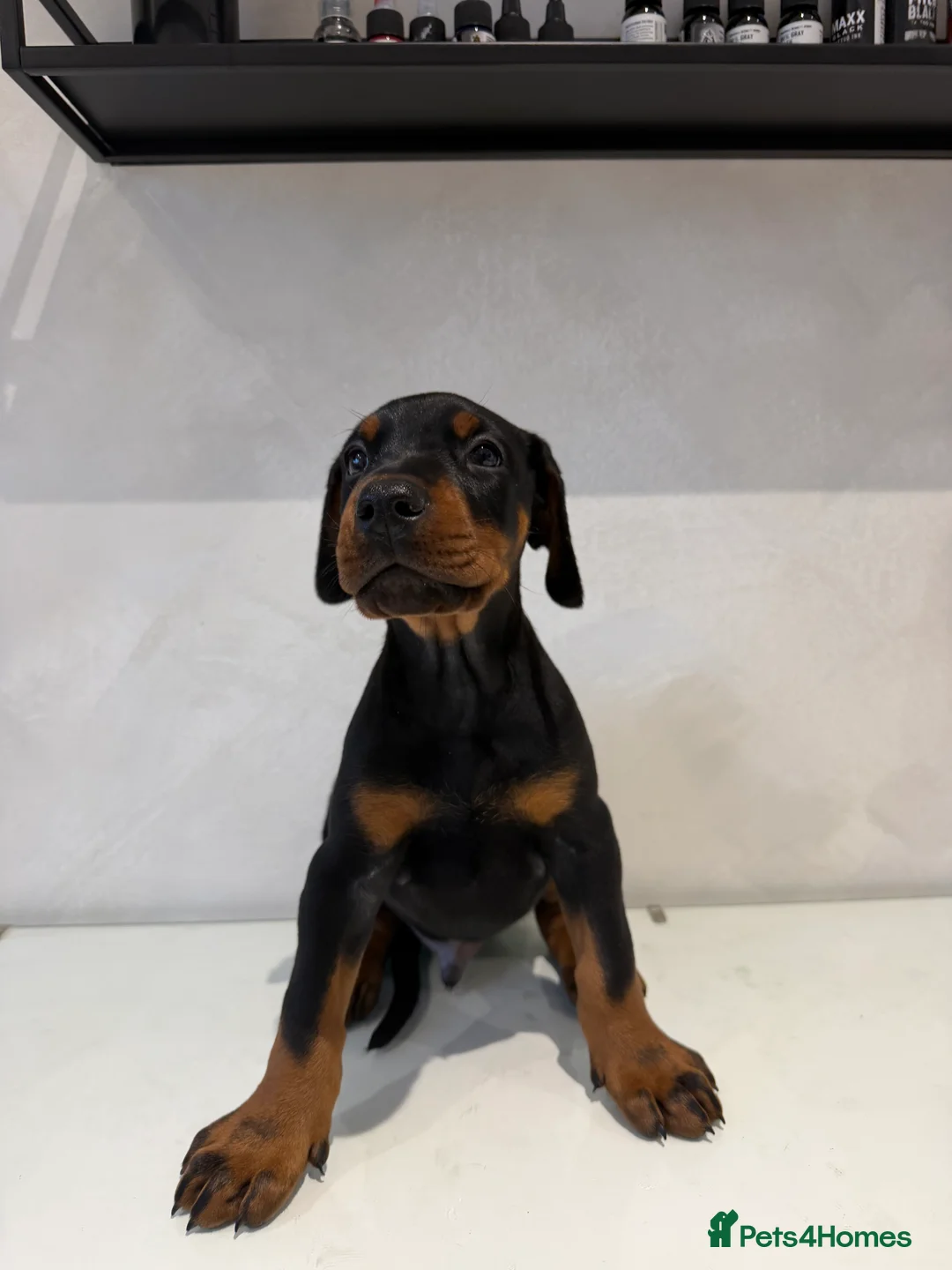 Dobermann dogs for sale: Ready to leave 6th of March  in Reading - Advert 12