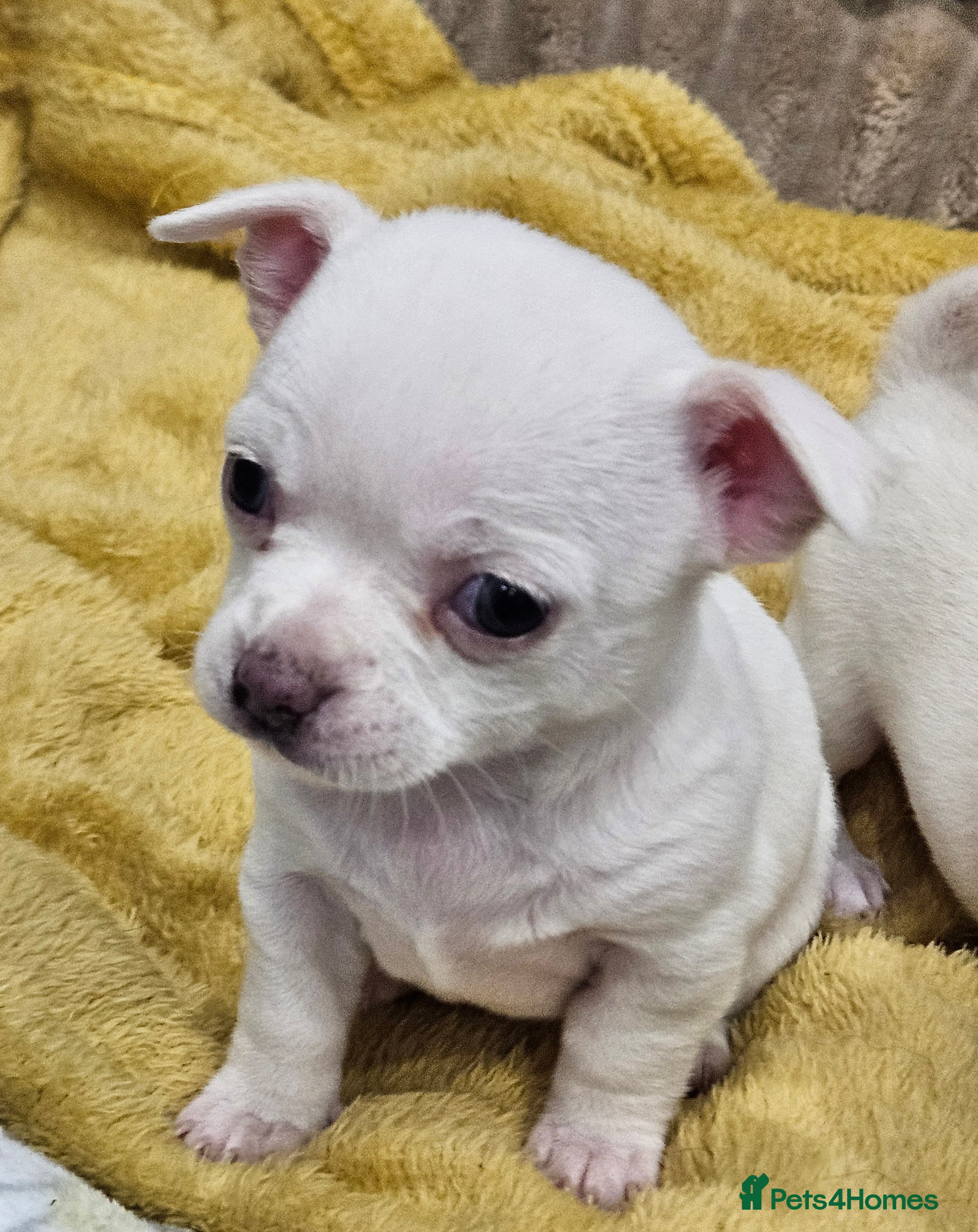Chihuahua dogs White/Champagne With Very  Blue  Eyes Chihuahuas  - Advert 17