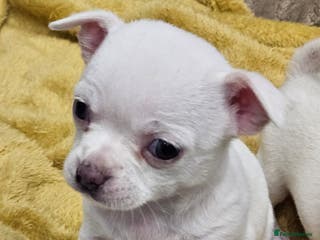 Chihuahua dogs White/Champagne With Very Blue Eyes Chihuahuas - Advert 17