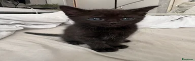 Maine Coon 2