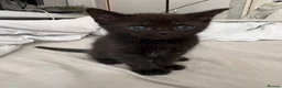 Maine Coon cats for sale: 🐱 MAINE COON KITTENS — 3 GIRLS & 1 BOY 🐱 in Leicester - Advert 4