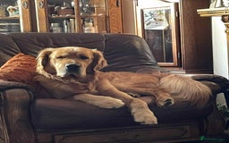 Golden Retriever dogs for stud: Handsome Hugo ready for stud - Image 4