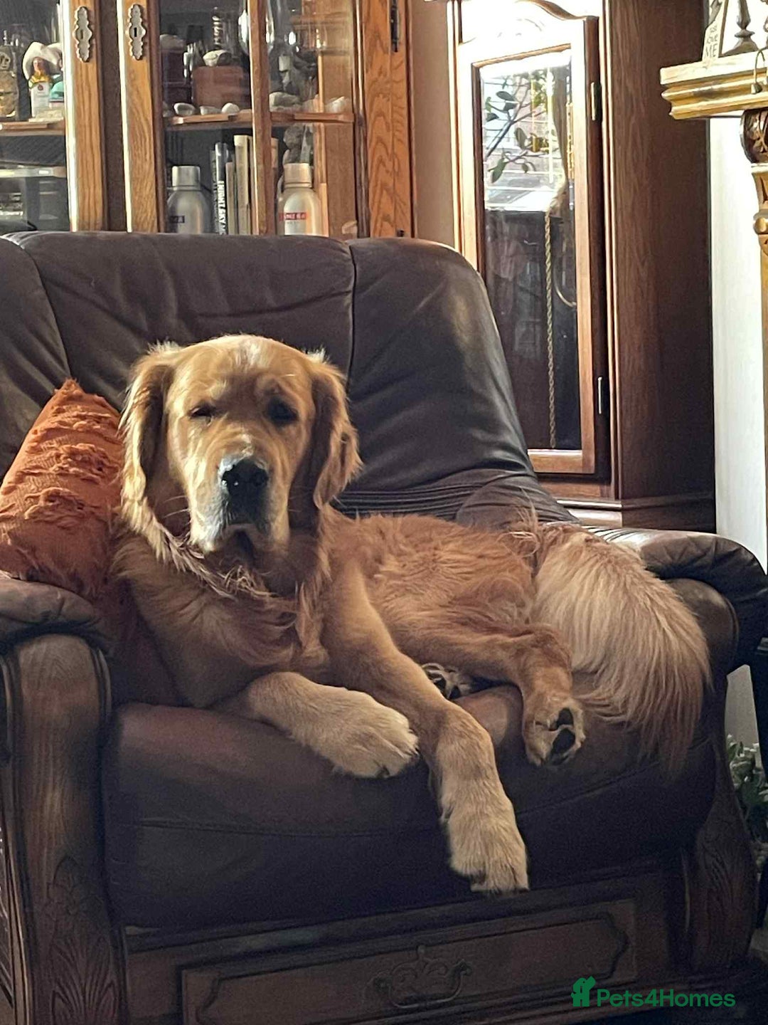 Golden Retriever dogs for stud: Handsome Hugo ready for stud - Image 4