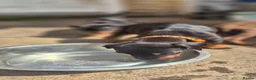 Dobermann dogs for sale: Dobermans Ready to Go. - Advert 21