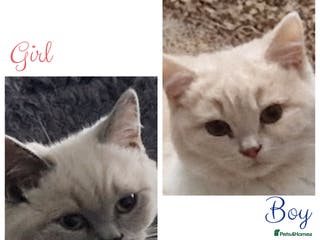 British Shorthair cats Beautiful Shorthair Kittens - Advert 2