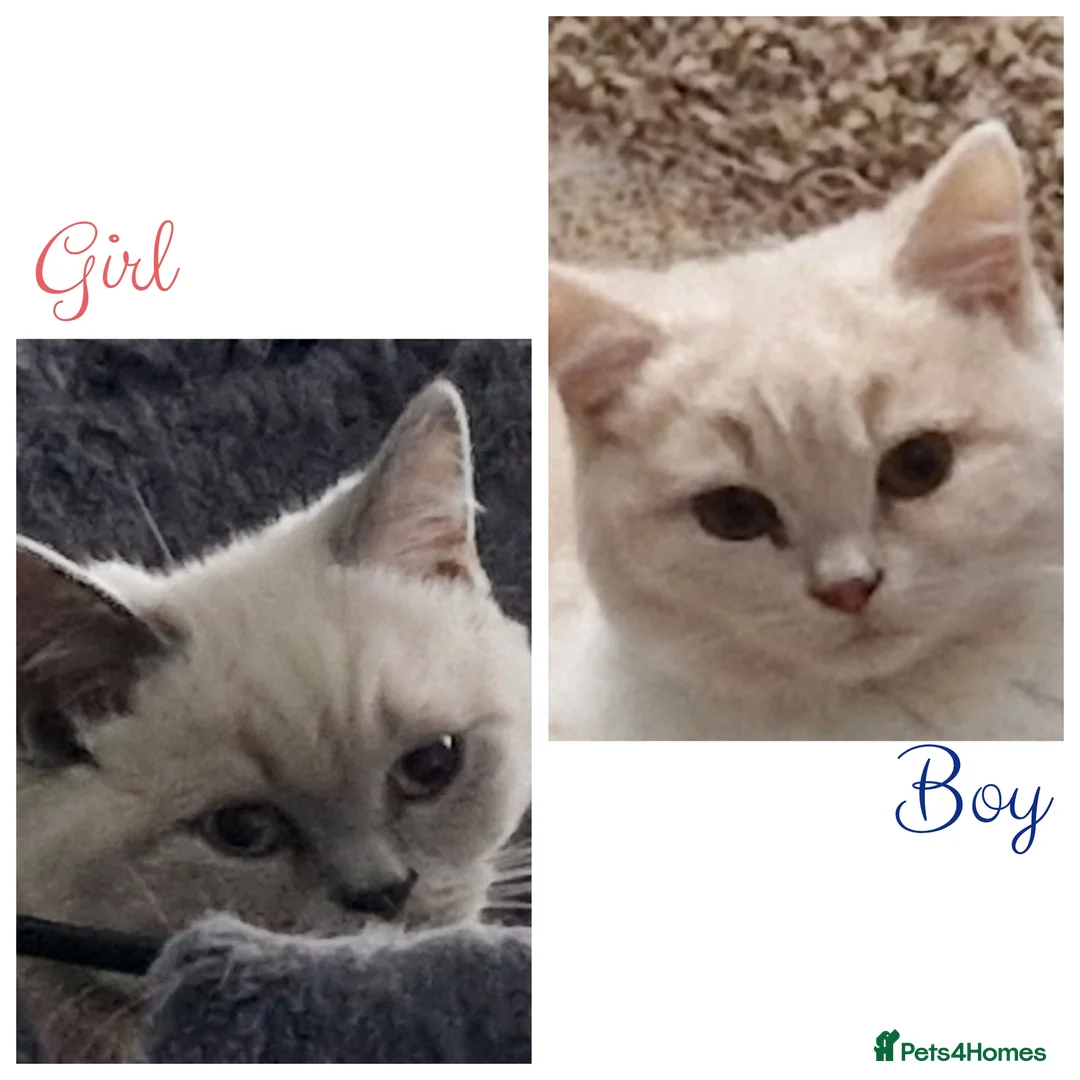 British Shorthair cats for sale: Beautiful Shorthair Kittens  - Advert 2