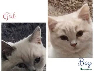 British Shorthair cats Beautiful Shorthair Kittens - Advert 11