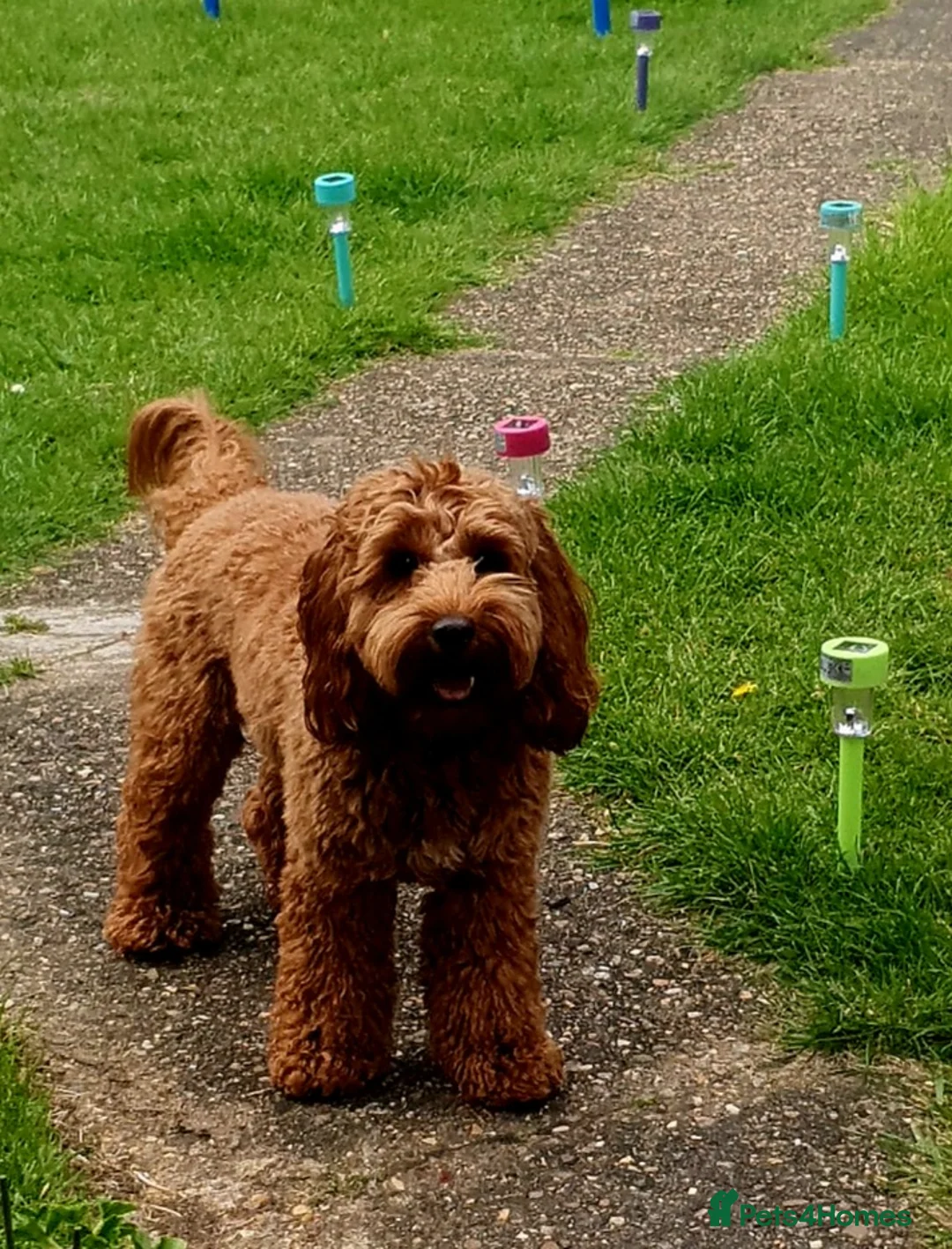 Cockapoo dogs for stud: F1 cocapoo well Proven extensively health tested in Bromley - Advert 2