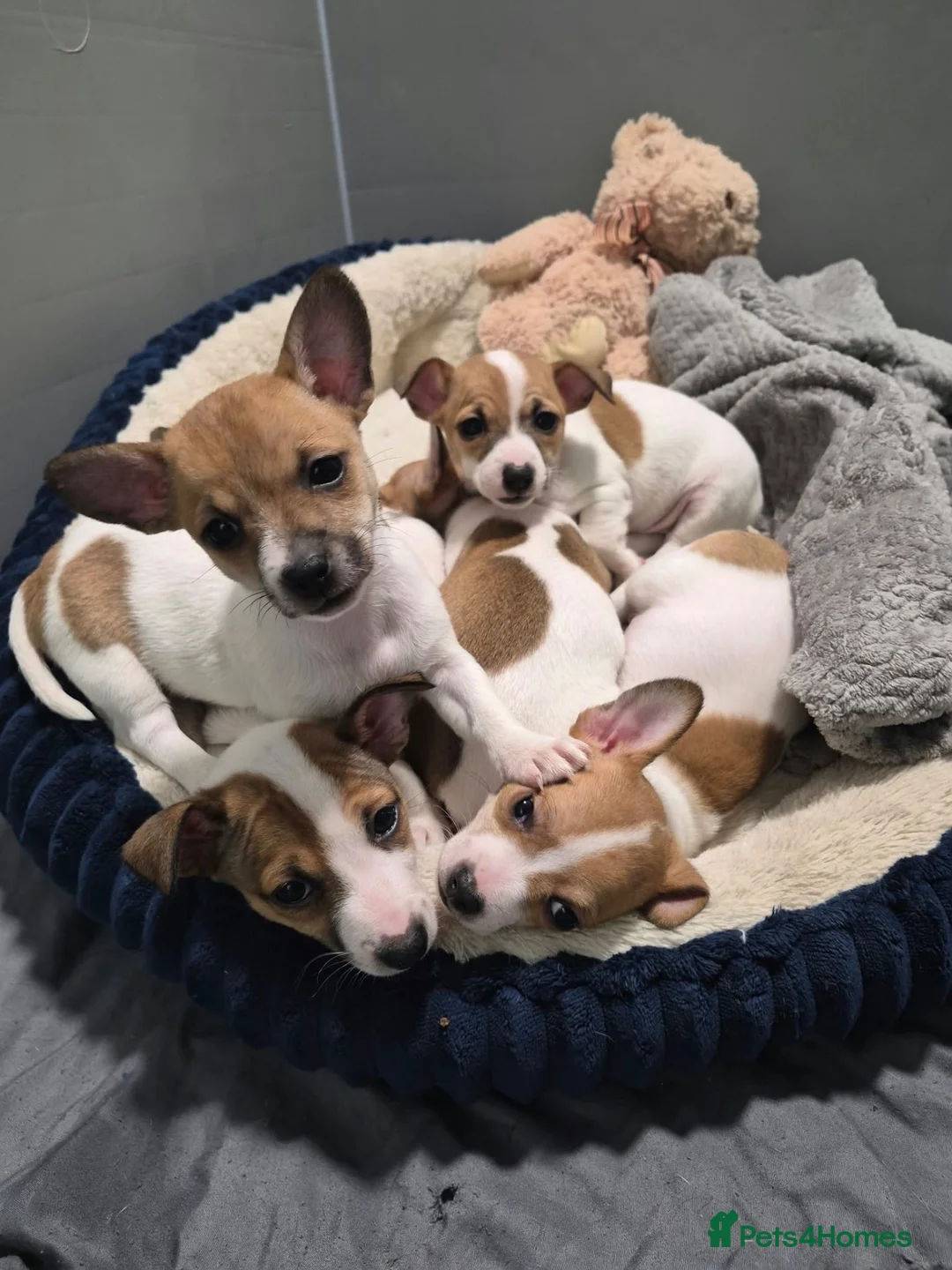 Jack Russell dogs for sale: Jack Russel pups in Congleton - Advert 1