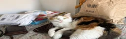 Mixed Breed cats for sale: Female long hair kittens in Southampton - Advert 19