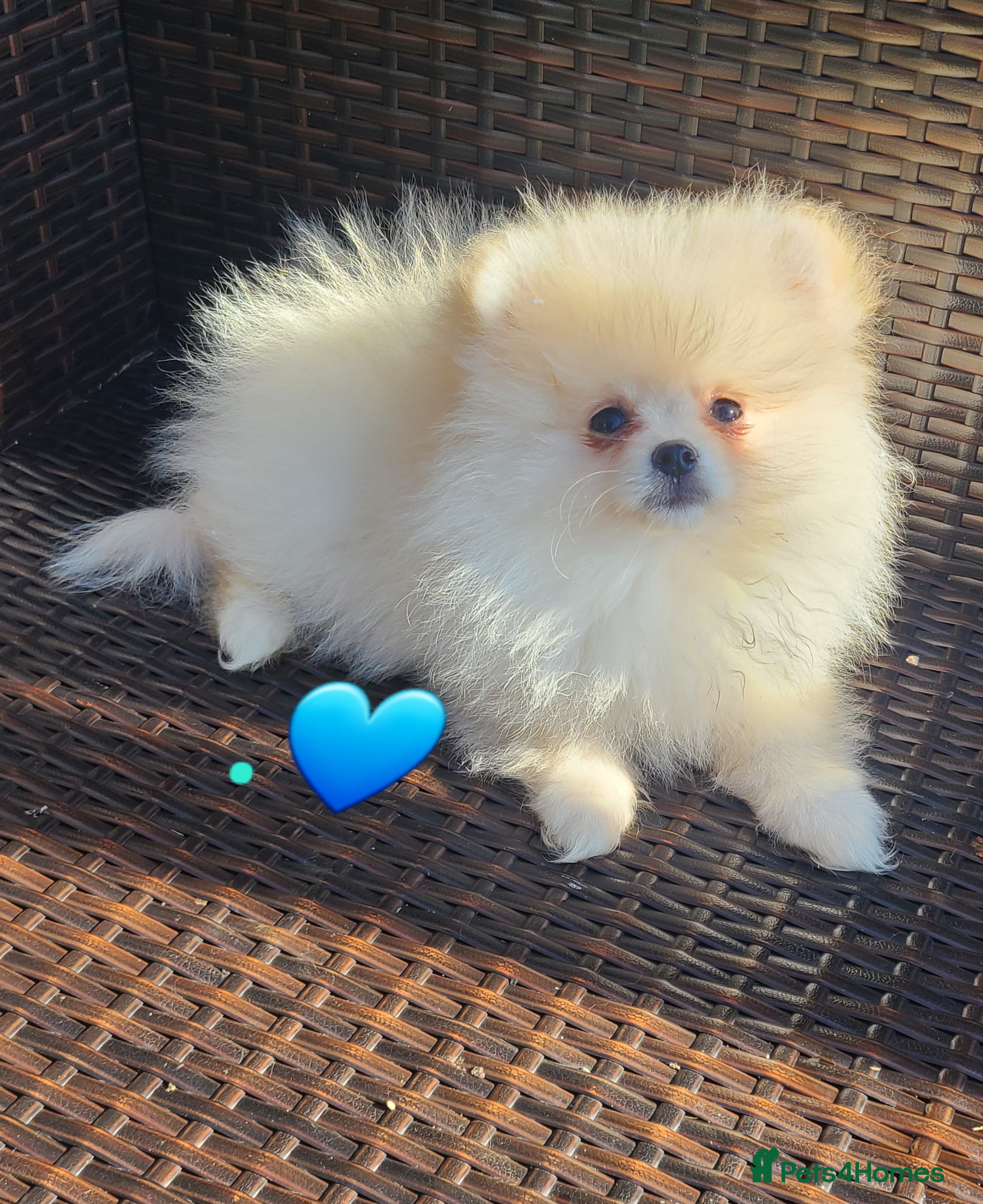 Pomeranian dogs Kc pomeranian puppies READY NOW💙 2 male - Advert 7