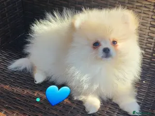 Pomeranian dogs Kc pomeranian puppies READY NOW💙 2 male - Advert 7