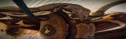 Boa Snake reptiles for sale: 6FT Boa + Full LARGE Setup  - Advert 5