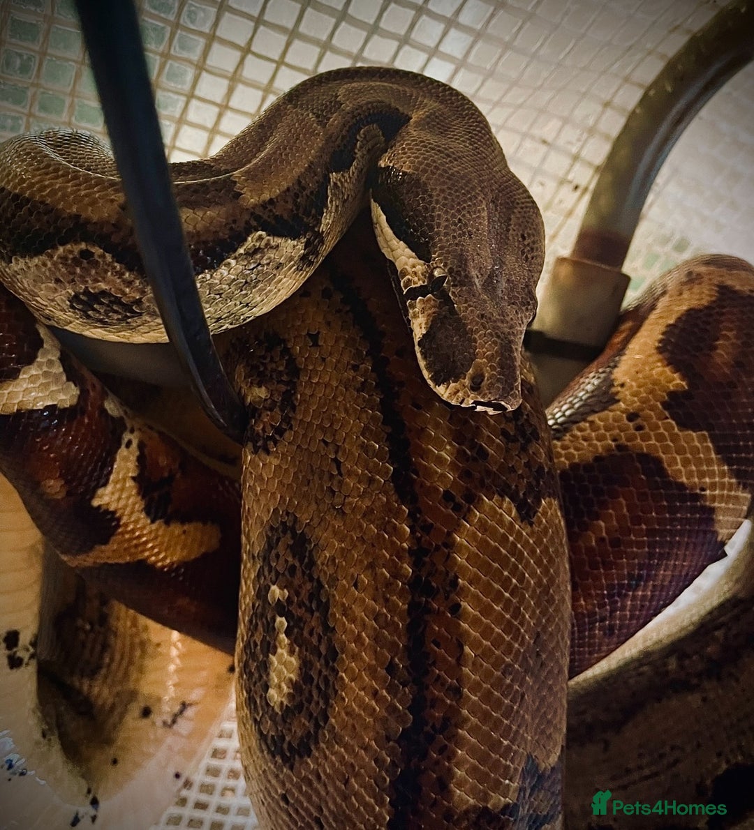 Boa Snake reptiles for sale: 6FT Boa + Full LARGE Setup  - Advert 5