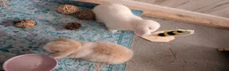 Mini Lop rabbits for sale: Beautiful blue-eyed Mini Lop sisters - Advert 2